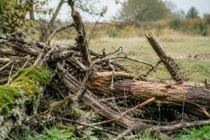 Haies mortes refuges pour la biodiversité